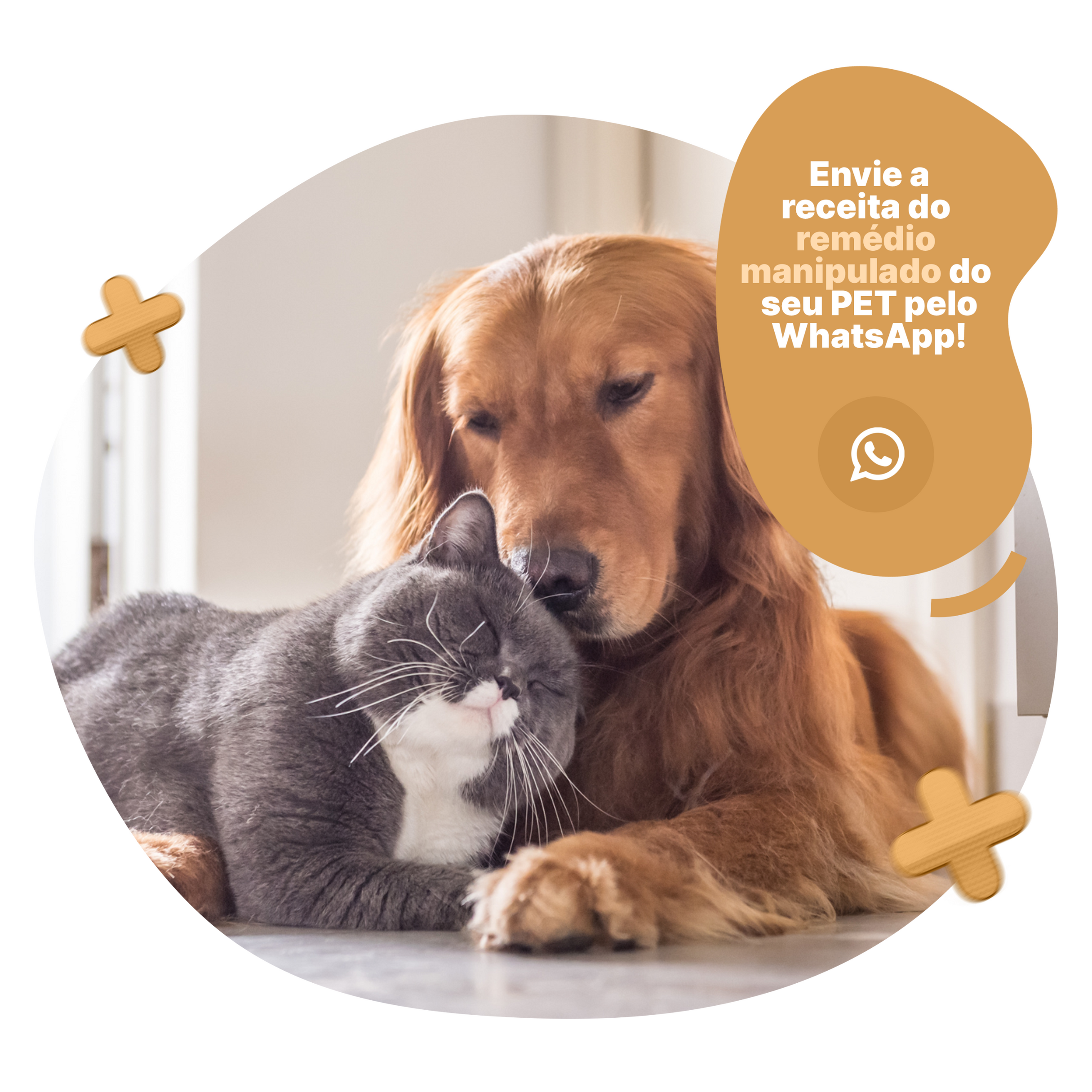 Manipulação Veterinária em Bauru